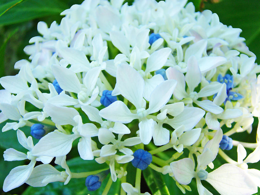 White Blue Hydrangeas Flowers Art Prints Photograph