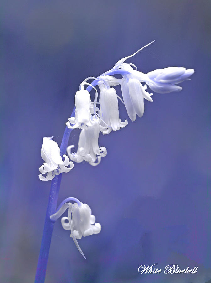 White Bluebell Photograph by David Birchall