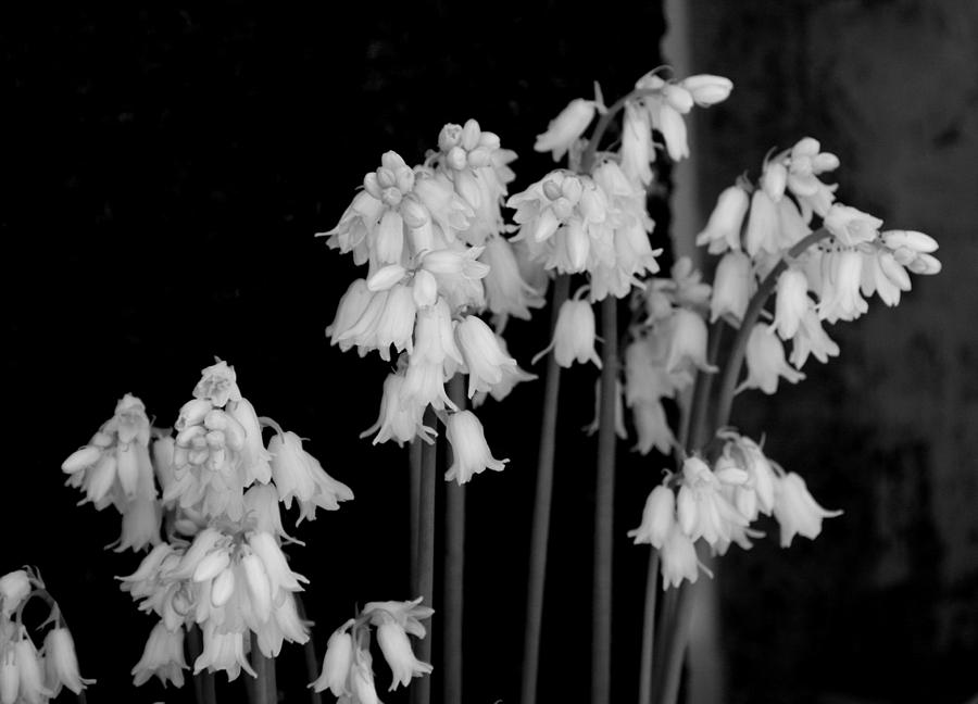 White Bluebells - bw Photograph by Marilyn Wilson