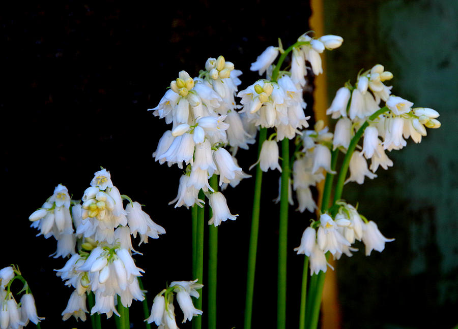 White Bluebells Photograph by Marilyn Wilson