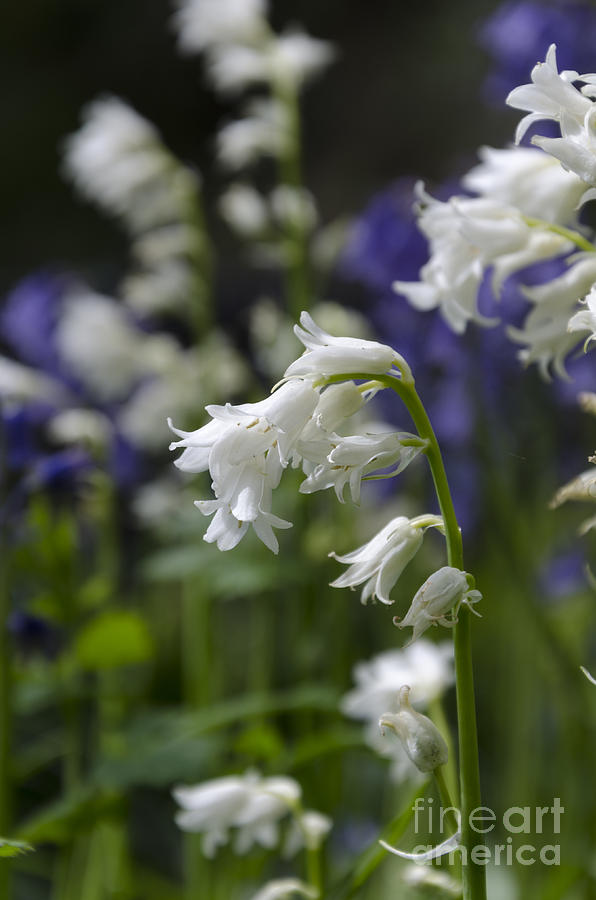 White bluebells Photograph by Steev Stamford