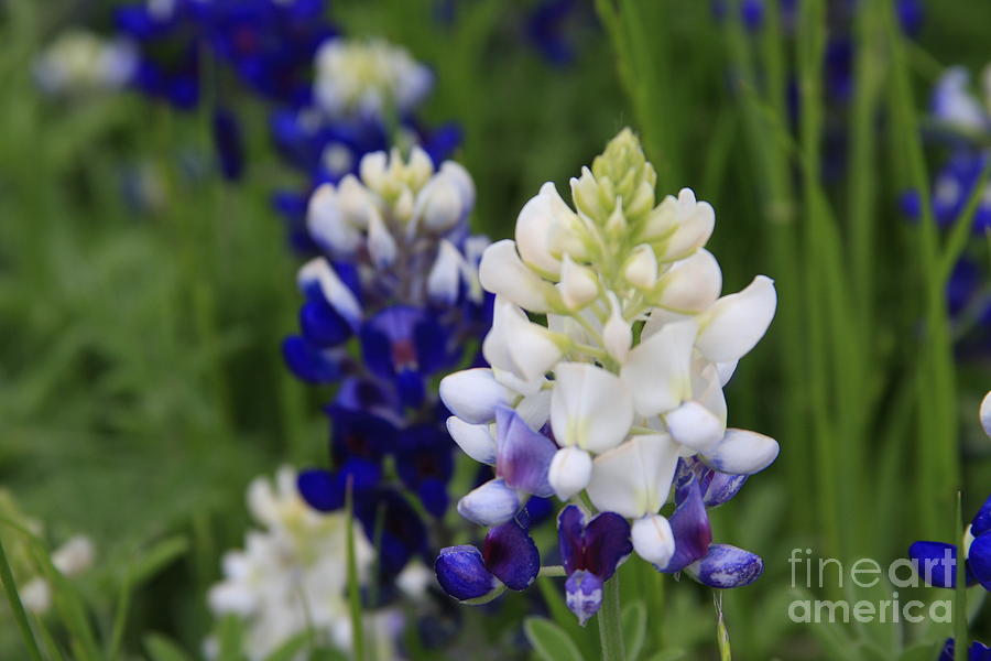 White BlueBonnet Photograph by Jerry Bunger