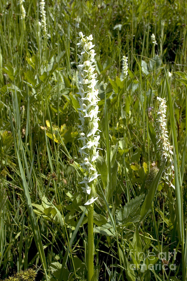 White Bog Orchid Photograph by Gregory G. Dimijian, M.D.