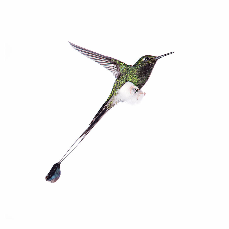 White-booted Racket-tail Hummingbird Photograph by Nicolas Reusens/science Photo Library