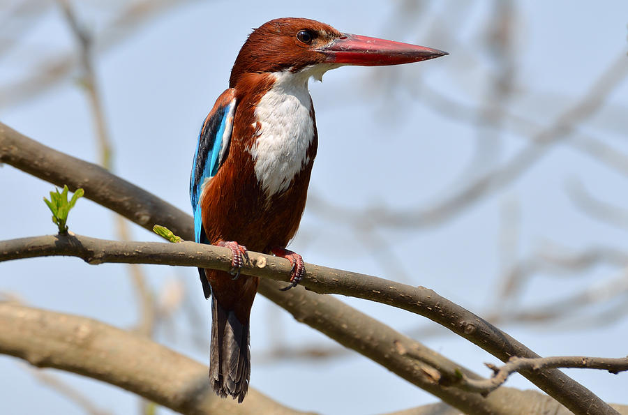 White Breasted Kingfisher Photograph by Fotosas Photography