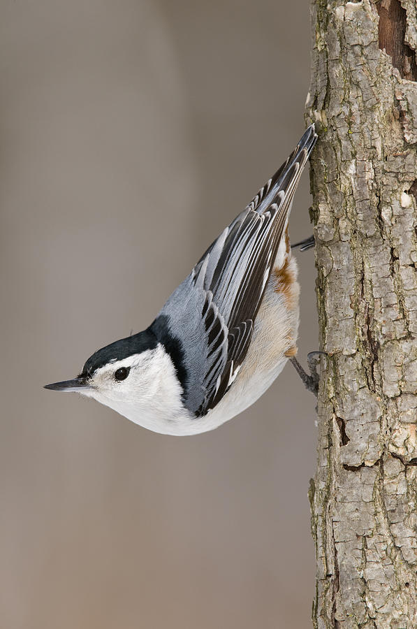 White-breasted Michigan Photograph by Steve Gettle