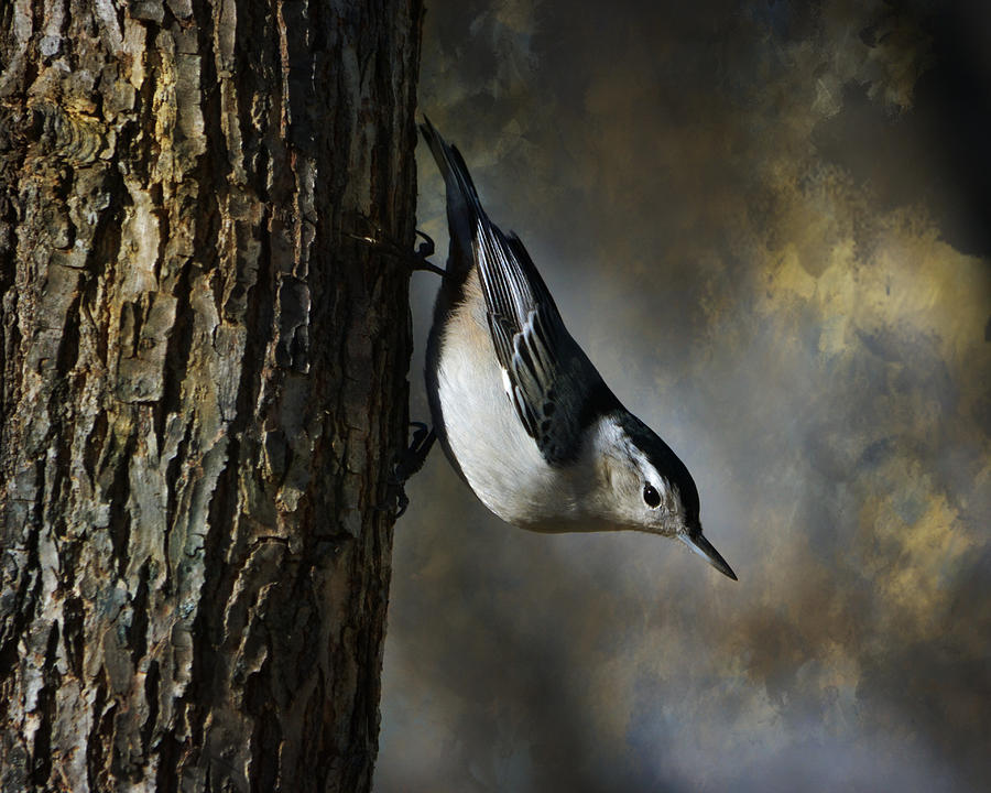 Nature Photograph - White Breasted Nuthatch 2 by Deena Stoddard
