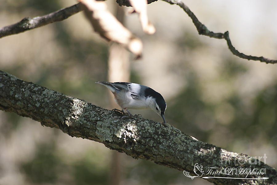 White-breasted Nuthatch 20121003_14 Photograph by Tina Hopkins