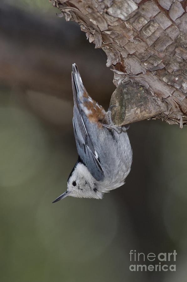 Animal Photograph - White-breasted Nuthatch by Anthony Mercieca