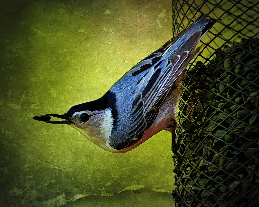 White-breasted Nuthatch Backyard Birds of Fremont Wisconsin Photograph ...