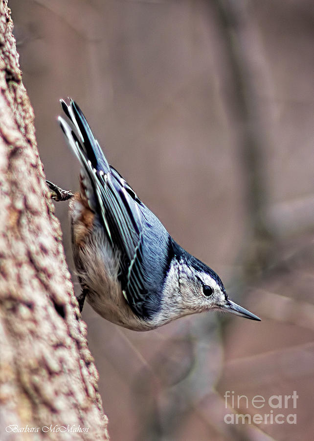 White Breasted Nuthatch Photograph by Barbara McMahon