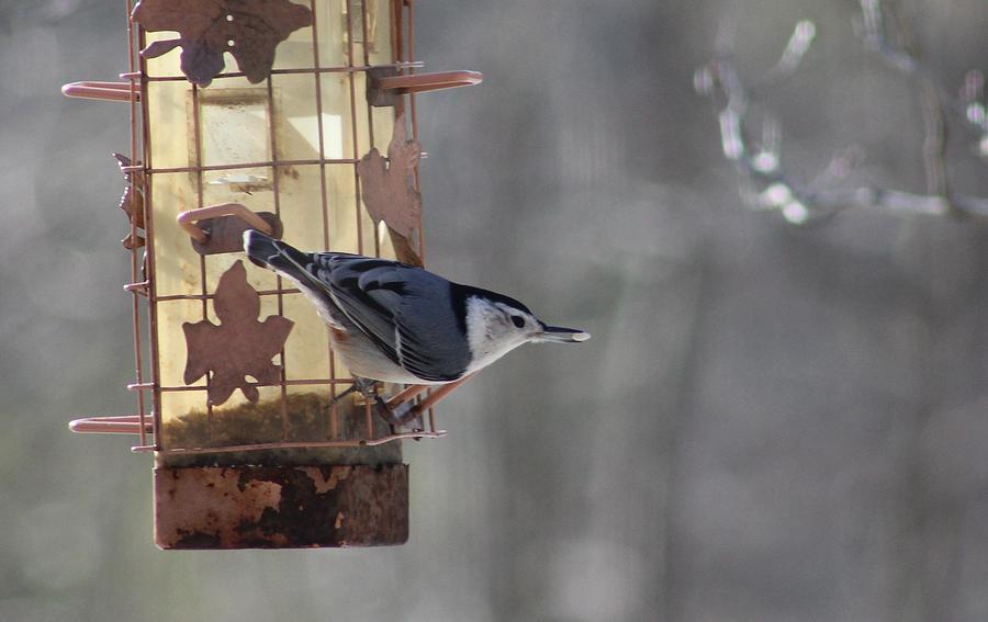 White-breasted Nuthatch Photograph by Charles Ray