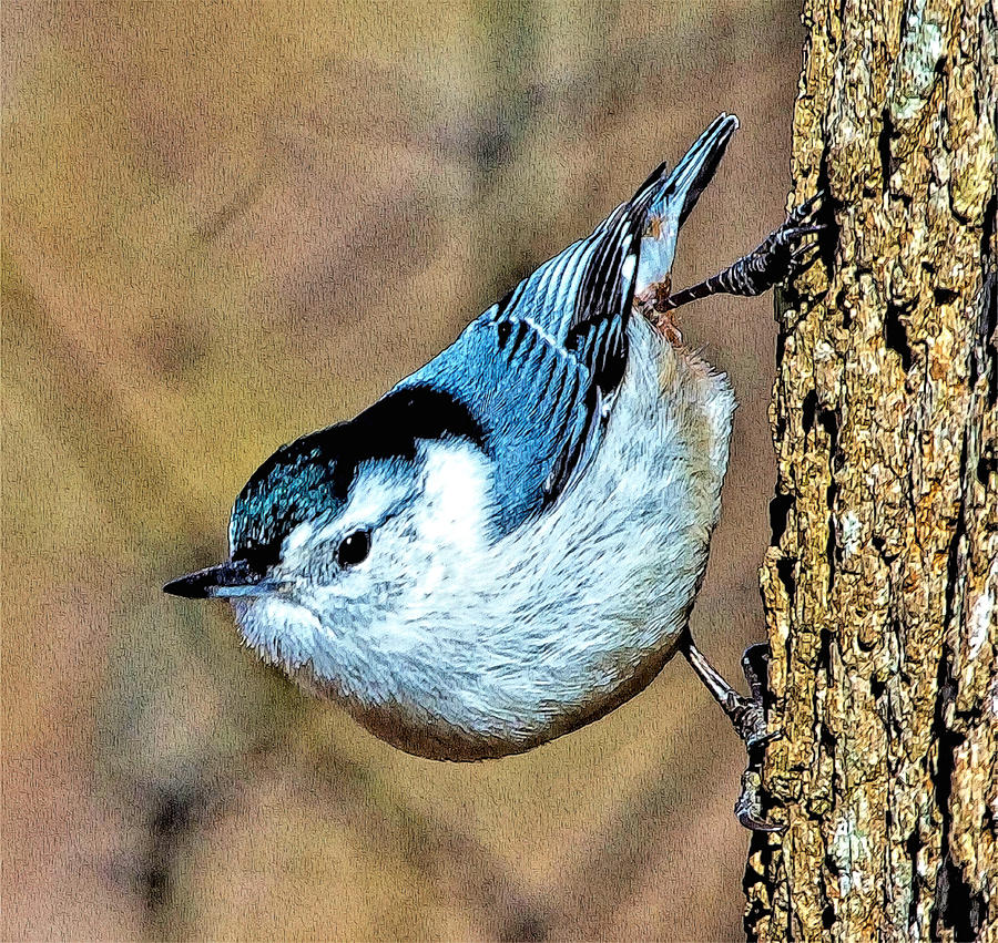 White Breasted Nuthatch Photograph by Constantine Gregory