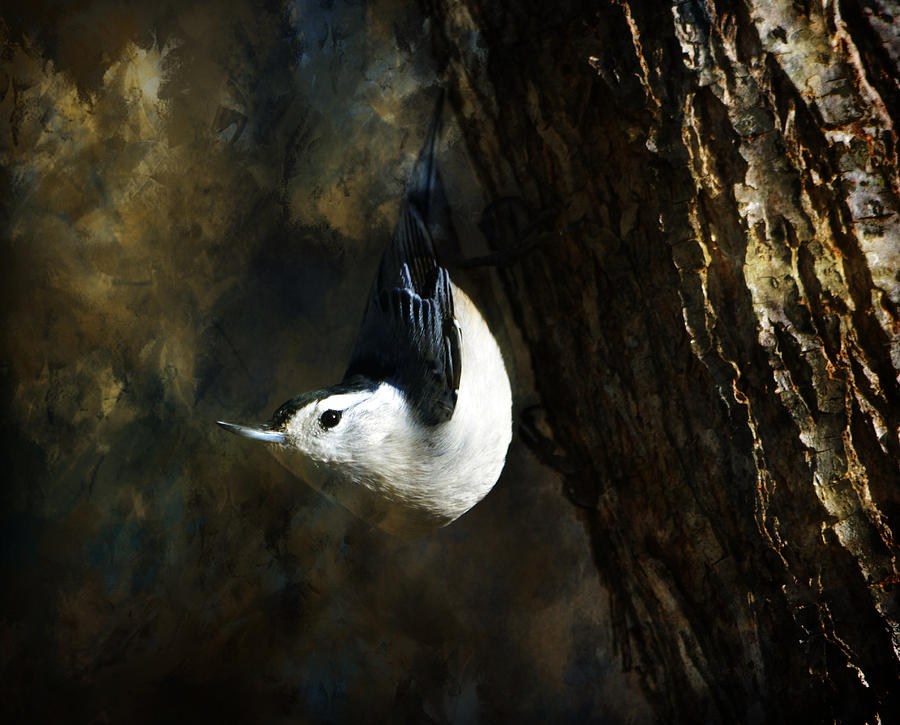 Wildlife Photograph - White Breasted Nuthatch by Deena Stoddard