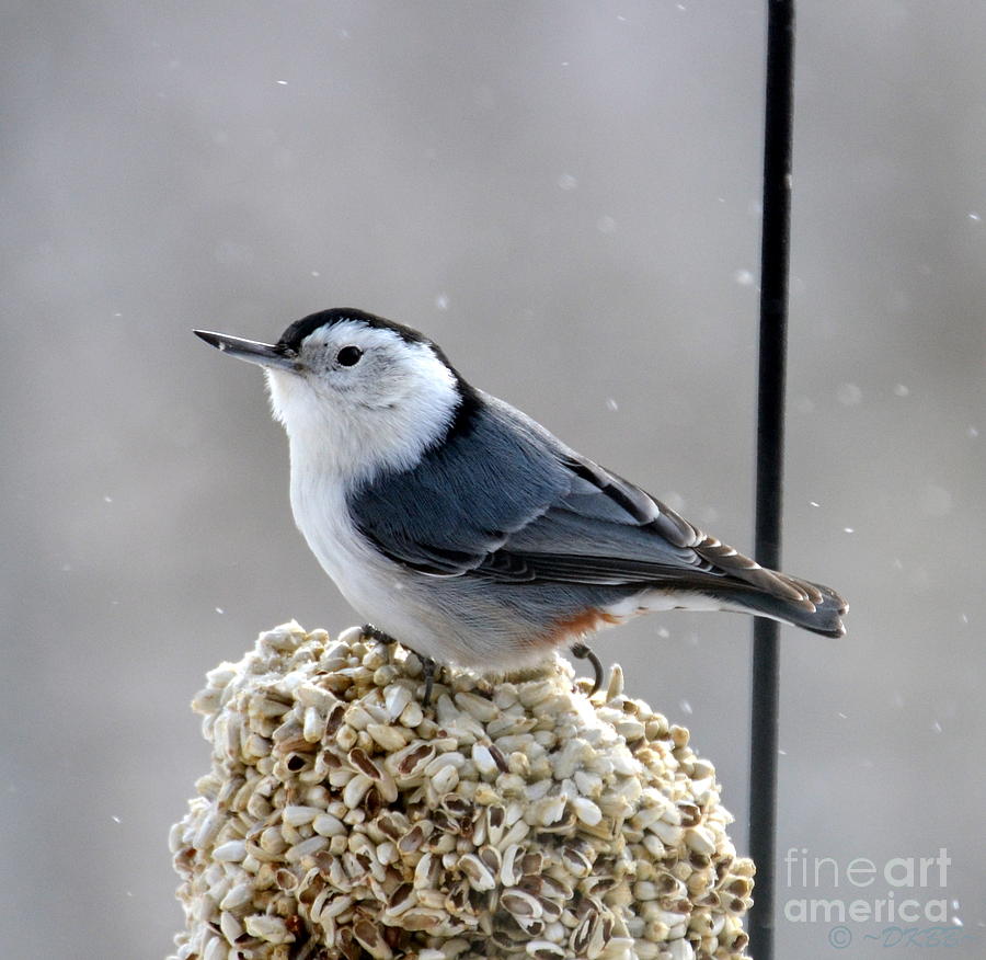 White-breasted Nuthatch by Dorrene BrownButterfield White-breasted Nuthatch by Dorrene BrownButterfield