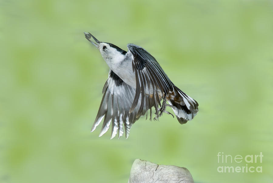 Bird Photograph - White-breasted Nuthatch Flying With Food by Anthony Mercieca