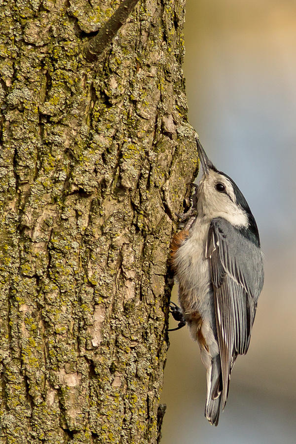 White Breasted Nuthatch In Horicon Marsh Wisconsin Photograph by Natural Focal Point Photography