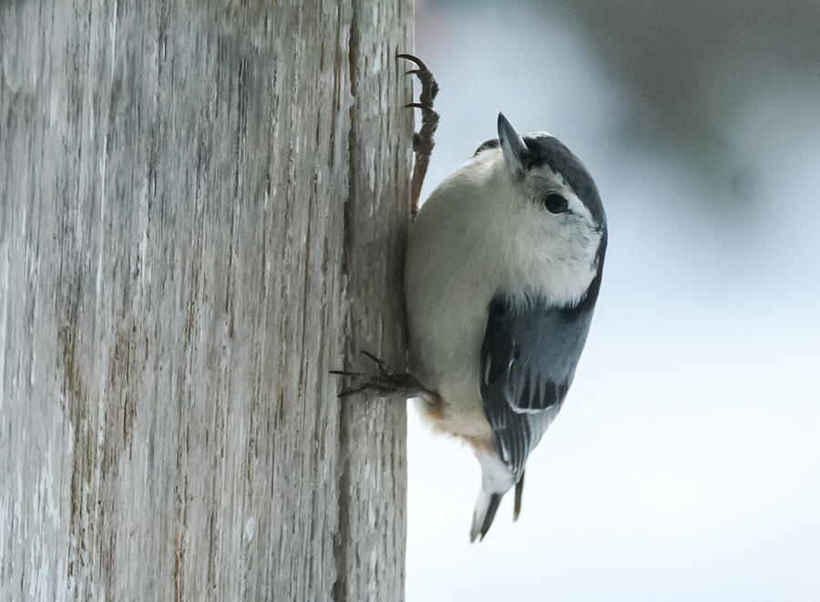 White-Breasted Nuthatch Photograph by Holden The Moment