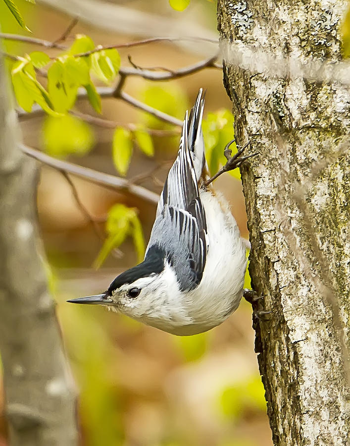 White Breasted Nuthatch Photograph by John Vose