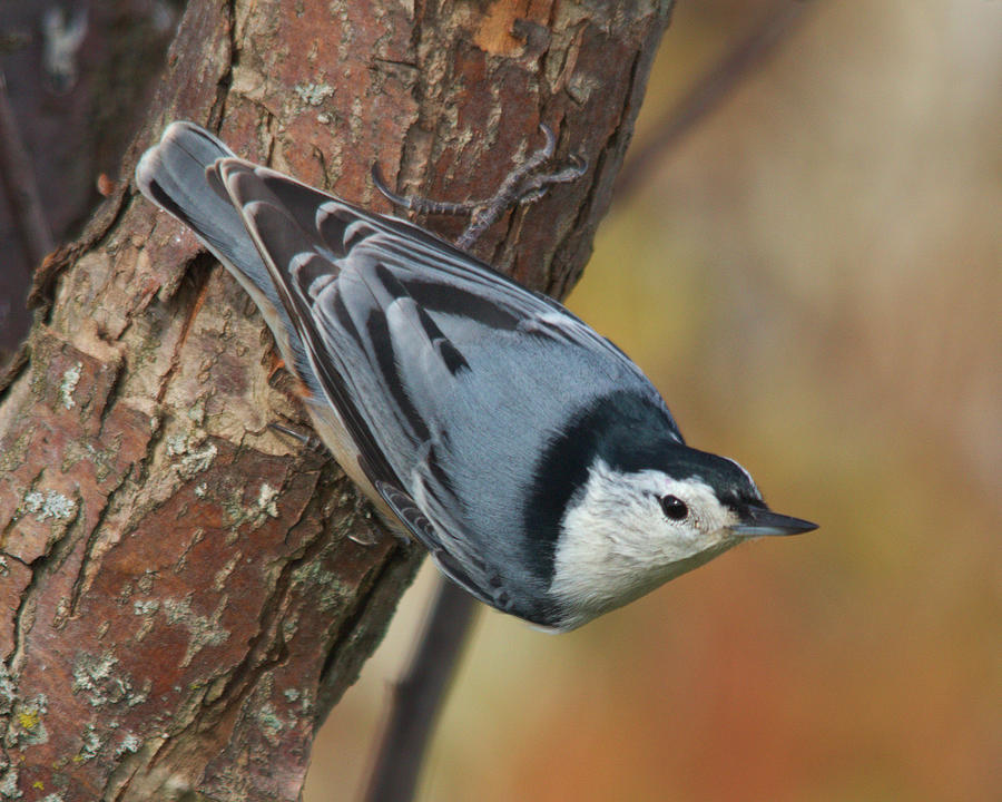 Bird Photograph - White-breasted Nuthatch by Kimberly Kotzian Bird Photograph - White-breasted Nuthatch by Kimberly Kotzian