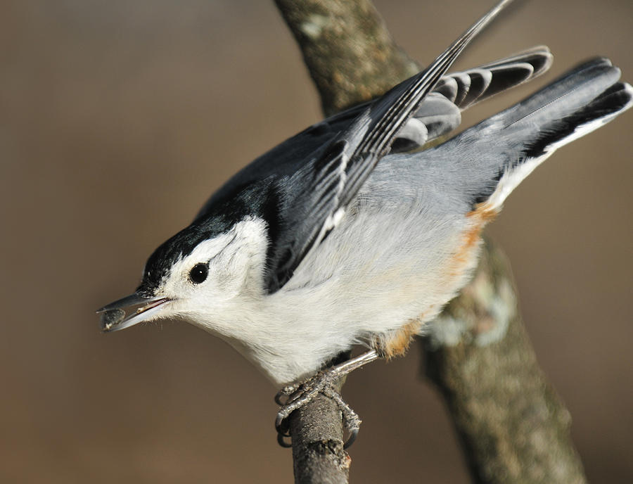 White Breasted Nuthatch Photograph by Lara Ellis