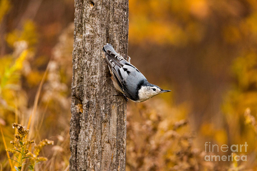 White-breasted Nuthatch Photograph by Linda Freshwaters Arndt