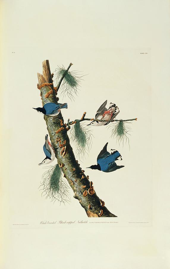 John James Audubon Photograph - White-breasted Nuthatch by Natural History Museum, London/science Photo Library