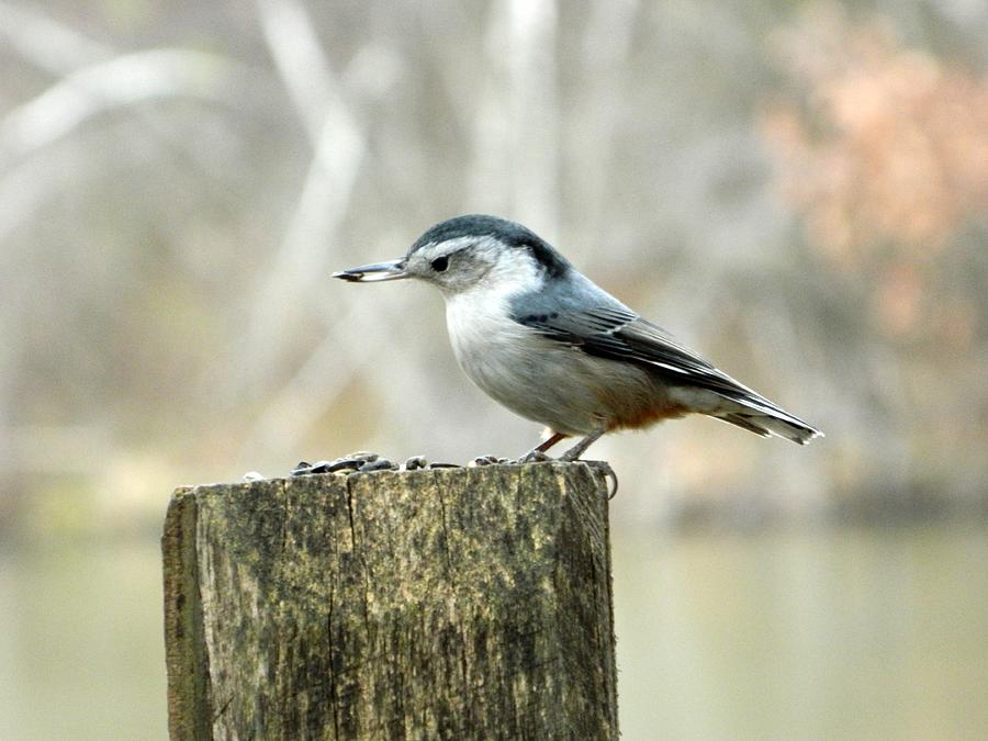 White Breasted Nuthatch on Fence Photograph by Nancy Spirakus - Fine ...