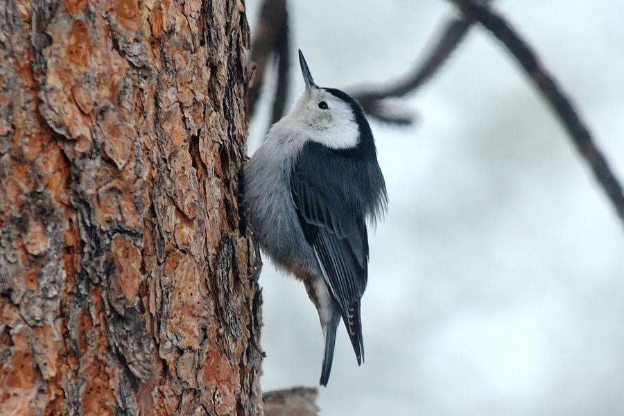 White-breasted Nuthatch on Pine Photograph by Marilyn Burton