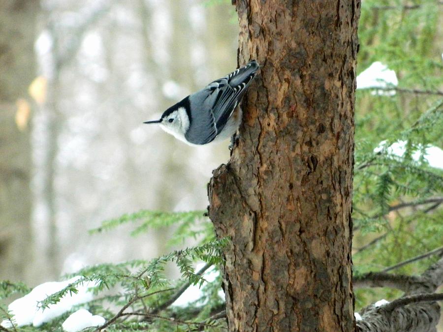White Breasted Nuthatch On Pine Photograph