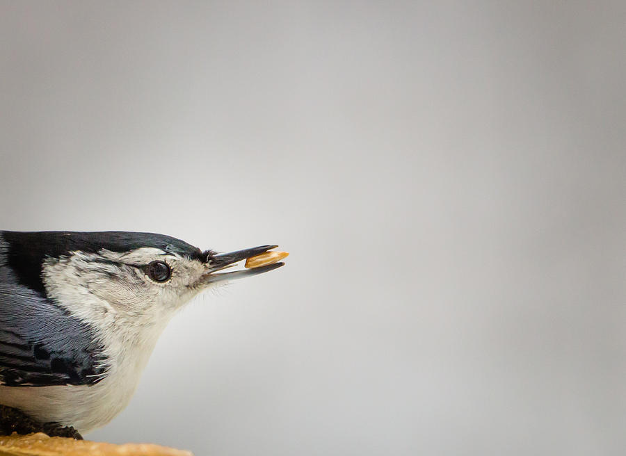 White-breasted Nuthatch Portrait Photograph by Christy Cox