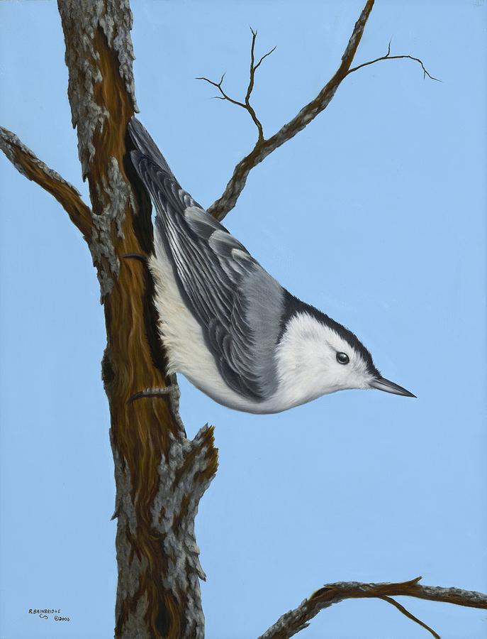 Animals Painting - White Breasted Nuthatch by Rick Bainbridge