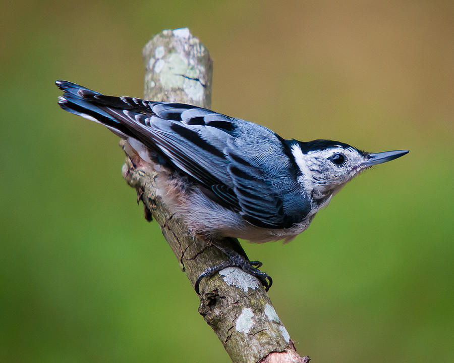 White-Breasted Nuthatch Photograph by Robert L Jackson