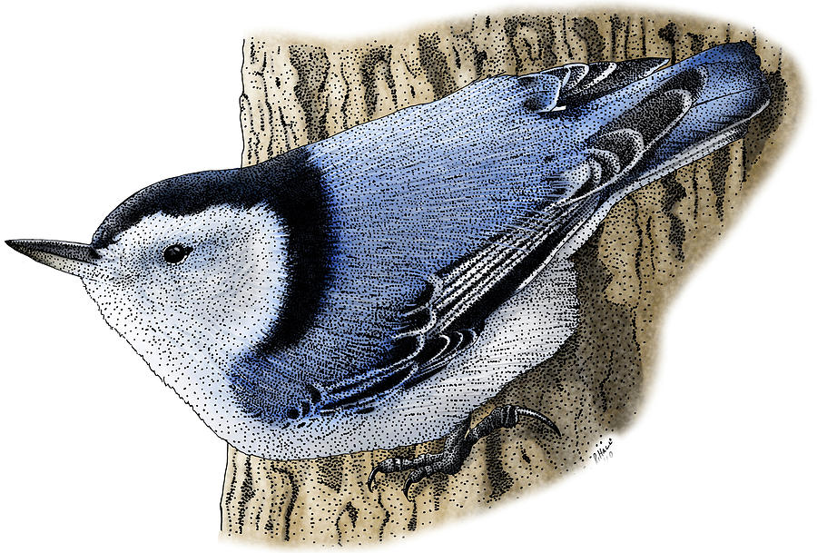 White-breasted Nuthatch Photograph by Roger Hall