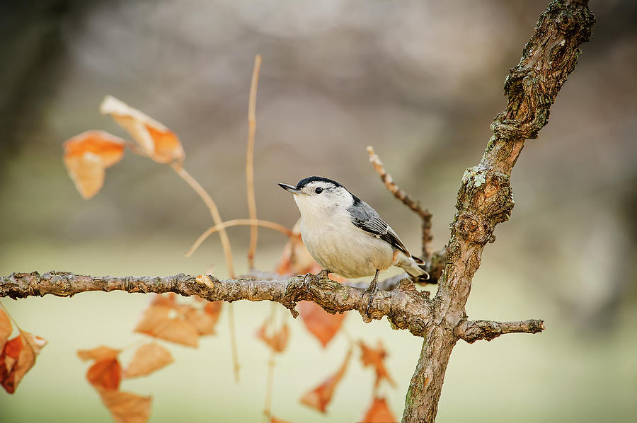 Bird Photograph - White-breasted Nuthatch Sitta by Tom Patrick / Design Pics