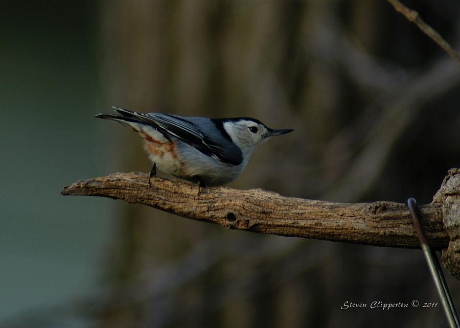 White-breasted Nuthatch Photograph by Steven Clipperton