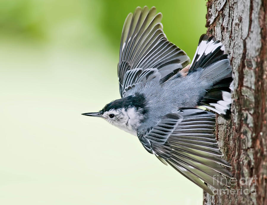 White-Breasted Nuthatch Taking Off Photograph by Jean A Chang