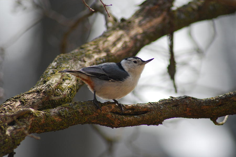 White Breasted Nuthatch Photograph by Wanda Jesfield
