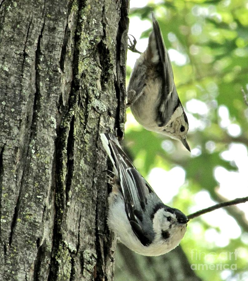 White Breasted Nuthatches Photograph by Marilyn Smith