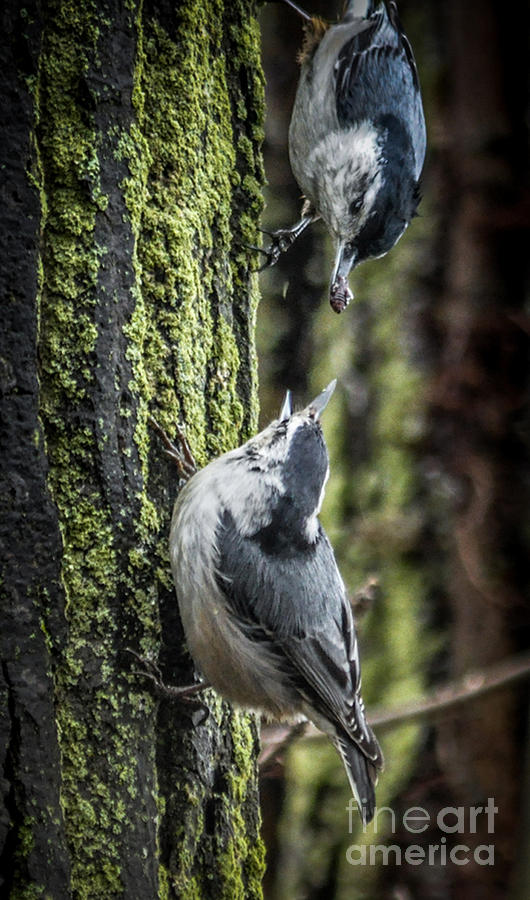 White Breasted Nuthatchs Photograph by Ronald Grogan