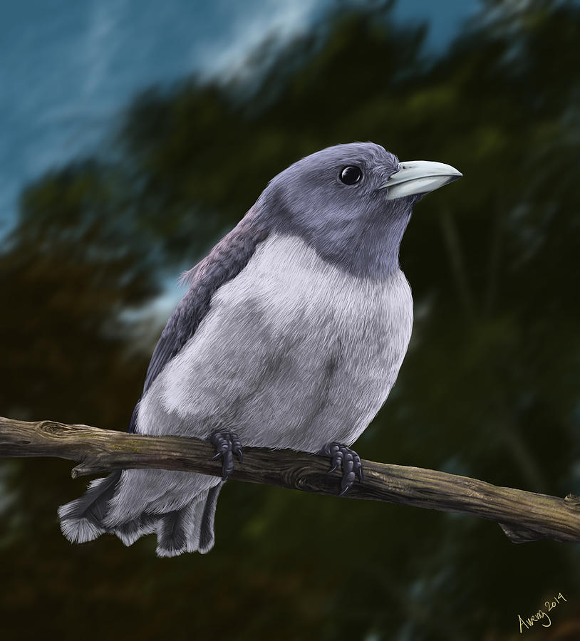 Nature Digital Art - White-breasted Woodswallow by Irwan Iskak