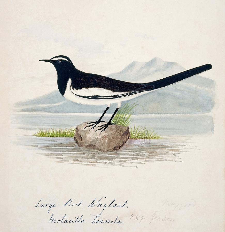 White-browed Wagtail Photograph by Natural History Museum, London/science Photo Library