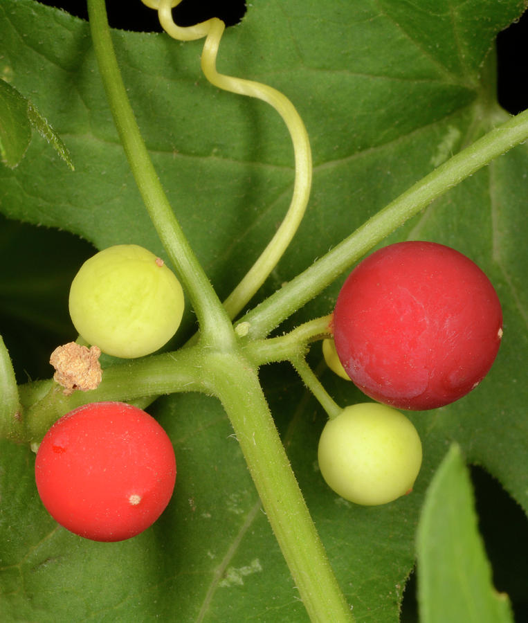 White Bryony Berries Photograph By Nigel Downer - Fine Art America