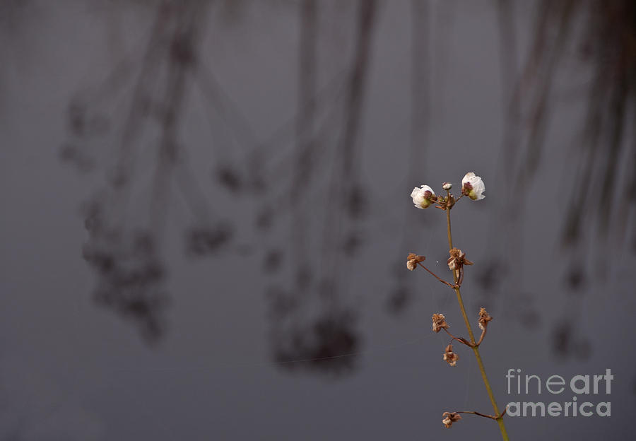 Foggy Photograph - White Buds by Roy Thoman Foggy Photograph - White Buds by Roy Thoman
