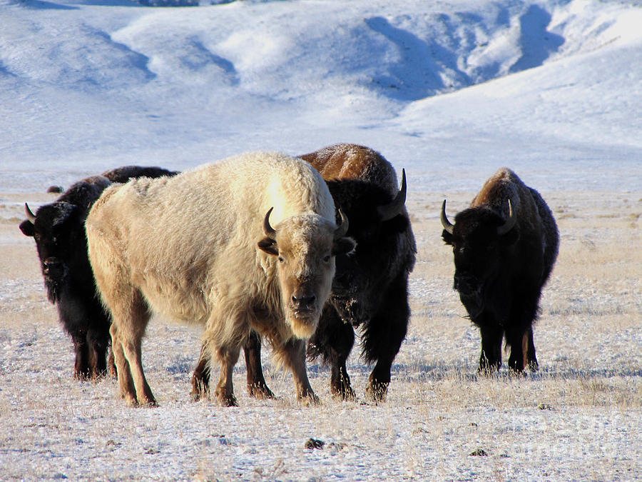 White Buffalo Photograph by Carol Milisen