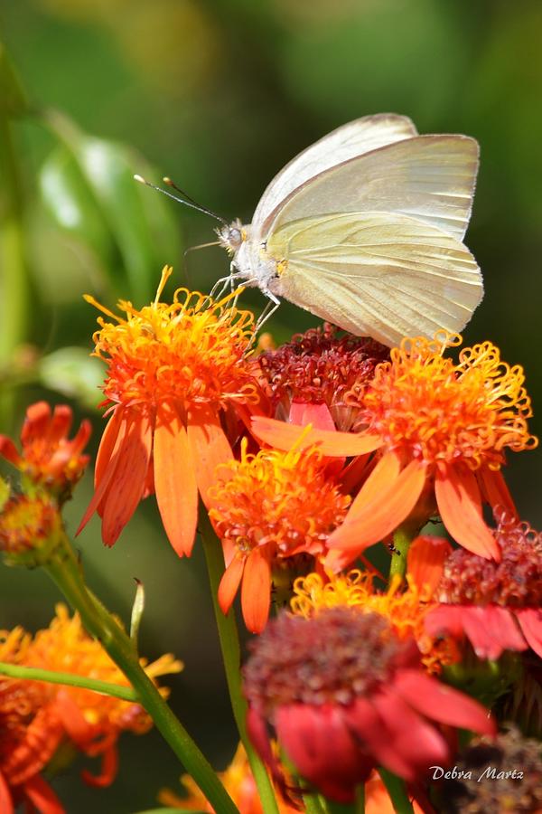 White Butterfly on Mexican Flame Photograph by Debra Martz