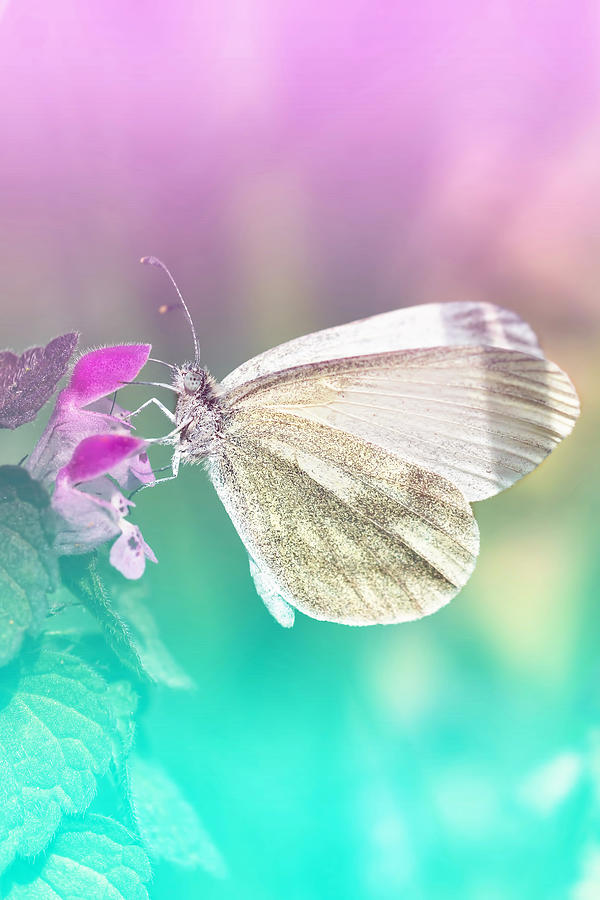 White Butterfly - Pieris brassicae Photograph by Arpad Radoczy | Fine ...
