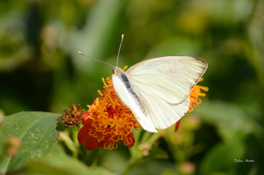 Beautiful White Butterfly on Mexican Flame Photograph by Debra Martz