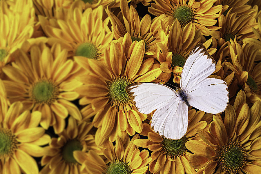 Butterfly Photograph - White Butterfly Among Mums by Garry Gay