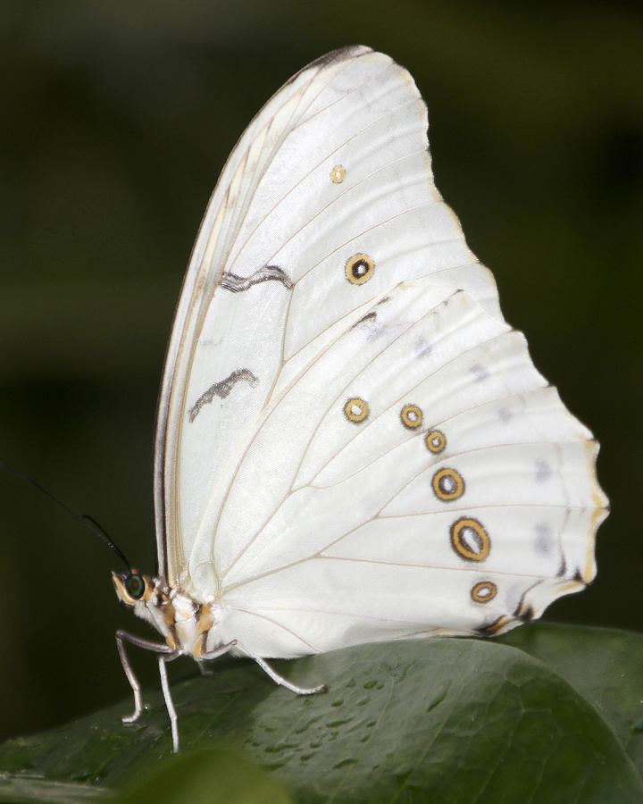 White Butterfly Photograph by Bob Slitzan